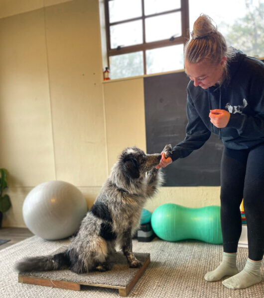 Canine Health Hub Collaboration - One Instagram Reel