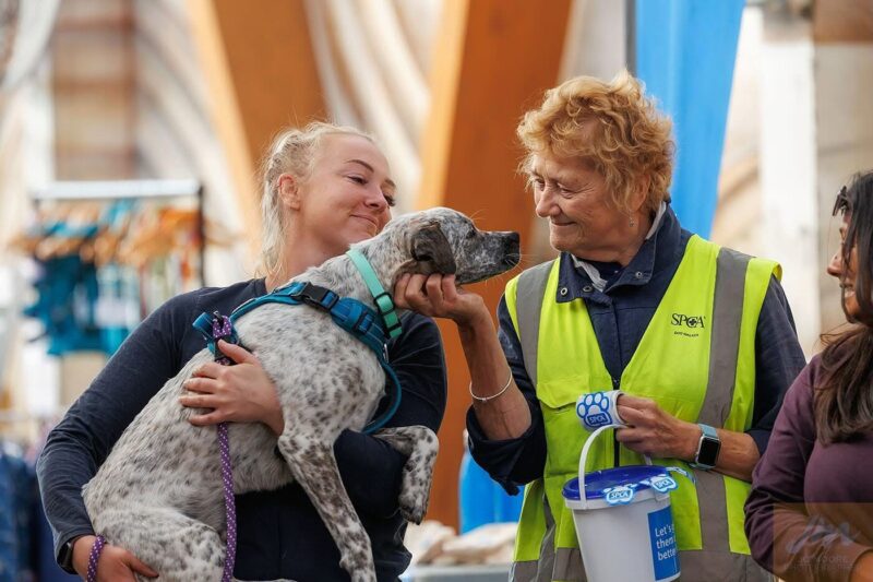 Canine Health Hub Collaboration - One Instagram Reel